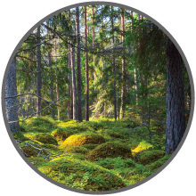 Abri de jardin en bois - Abri de jardin en métal
